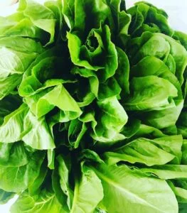 Romaine lettuce view from top